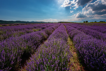 Naklejka na ściany i meble Lavender field at the end of June, near Kazanlak, Bulgaria