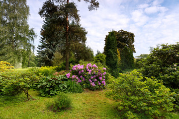 Blooming rhododendron in the Heather garden. The main Botanical garden. Moscow. 