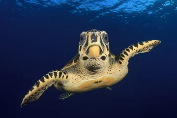 Rideaux velours Tortue Hawksbill Sea Turtle