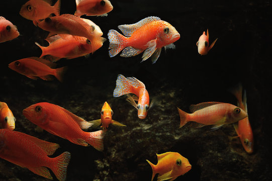 Gruppe Buntbarsche Aulonocara Firefish