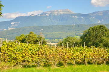 Naklejka premium Vigne du Pays Voironnais (Isère / France)