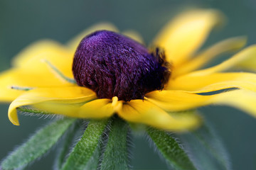 Black Eyed Susan