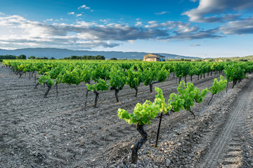 Vineyard in the Luberon Provence - obrazy, fototapety, plakaty