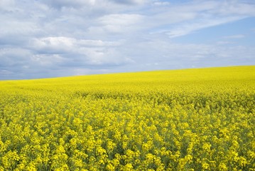 Obraz premium Rape field, Podolia region, Ukraine