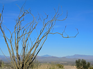 Woody Ocotillo Tree in winter, in Sonoran Desert of Arizona.