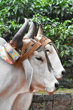 Oxen