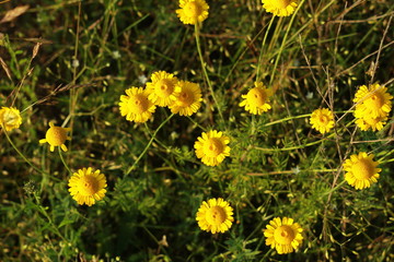 Желтые ромашки на летнем поле