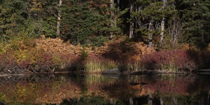 trees and foliage bordering String Lake in Grand Teton National Park