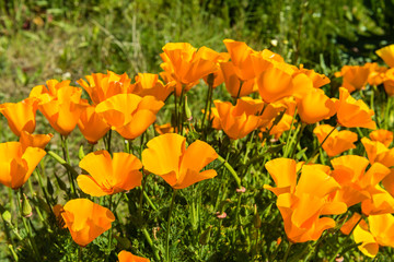 Orange poppies in a summer meadow on sunny day