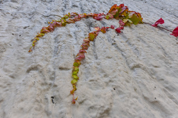 Vine growing on the side of a wall