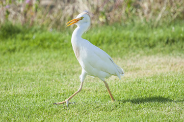 Cattle egret walking in a rural garden