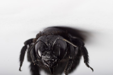 Black winged insect