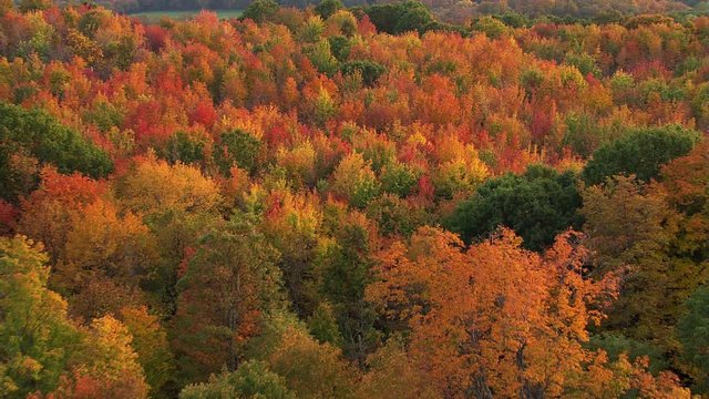 Aerial view of autumn's beauty in New England