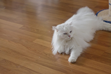 cat drowsy