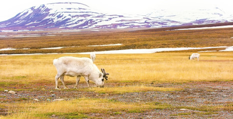 Obraz premium Reindeers in the arctic landscape of Svalbard