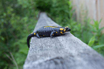 Beautiful fire salamander in the bright coloration in natural co