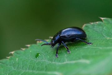 Coléoptère bleu