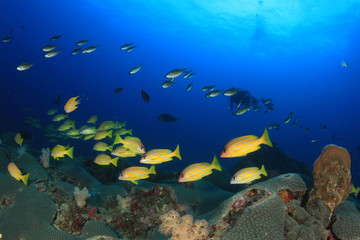 Coral reef, school of snappers fish and scuba diver