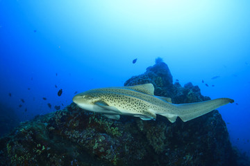 Obraz premium Leopard Shark
