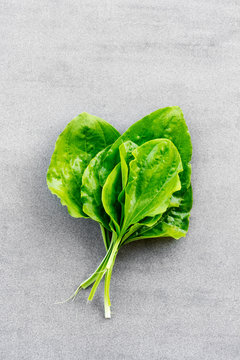 Fresh washed green leaves of plantain (Plantago major) medicinal plant on an grey background