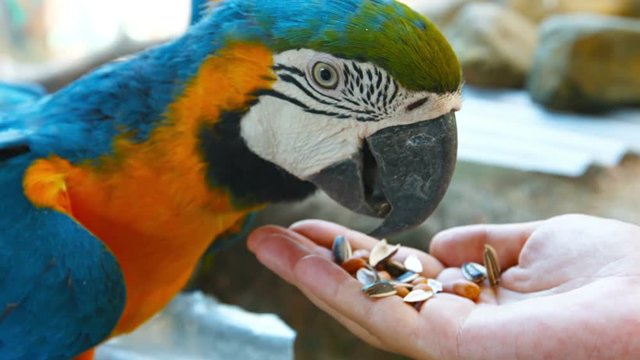 UltraHD video - Beautiful and friendly blue and gold macaw, with his colorful plumage and long, sharp beak, happily eating birdseed from a tourist's hand.
