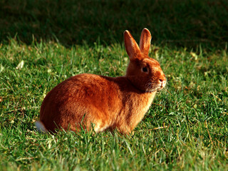 satin rabbit lying in the grass
