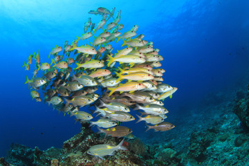 Coral reef, school of snappers fish 