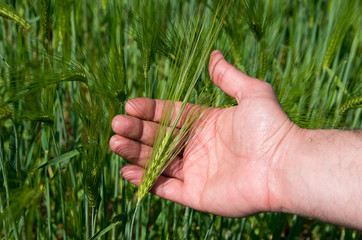 Check the harvest of barley.