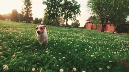Jack Russell Terrier dog running carefree through the grass in the nature Park, slow motion