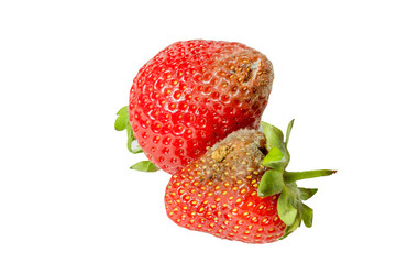Rotten strawberries isolated on white background closeup.