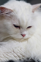 cat sleeping on keboard