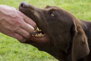 Labrador
