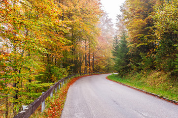 Naklejka premium Road Through Autumn Forest