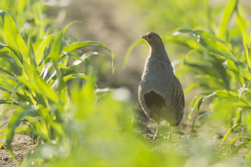 bird