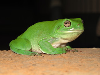 green frog at night