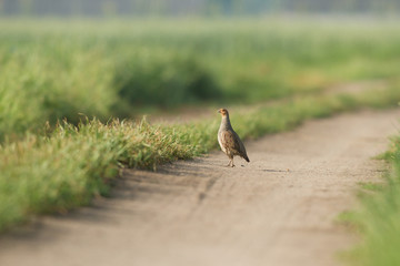 bird