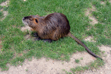 Fototapeta premium Coypu on the grass in city park