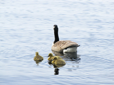 geese with goslings