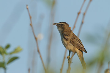 bird