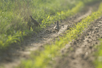 bird