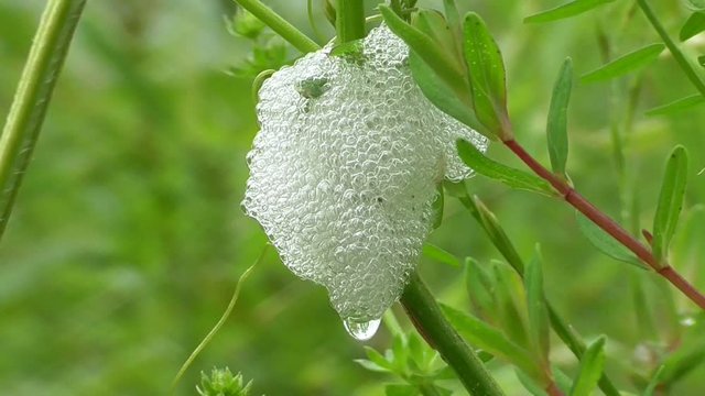 Schaumnest der Schaumzikade