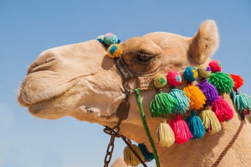 Decorated camel head