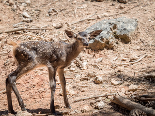 Baby deer (Cervus elaphus) in summer in a dry forest in a very h