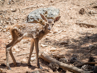 Naklejka na ściany i meble Baby deer (Cervus elaphus) in summer in a dry forest in a very h