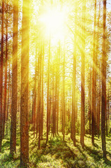 Fototapeta na wymiar Morning forest in a sunny summer day.