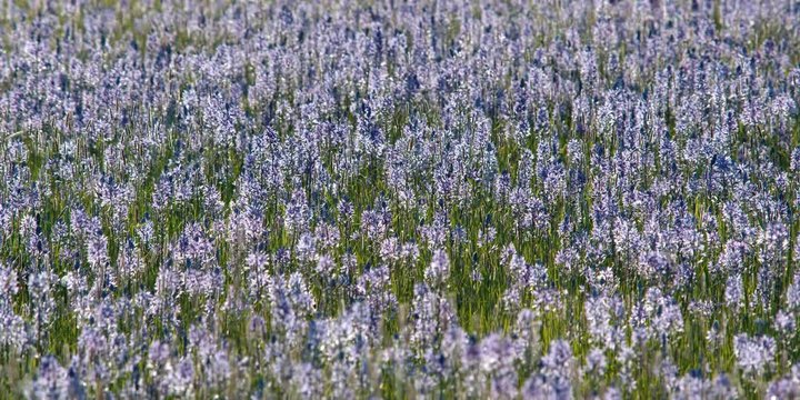 Full-frame field of blue camas