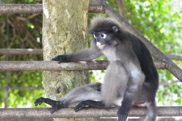 Dusky leaf monkey(Trachypithec us obscurus)