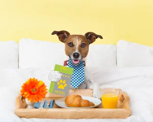 Acrylic kitchen splashbacks Crazy dog hotel room service wtih dog