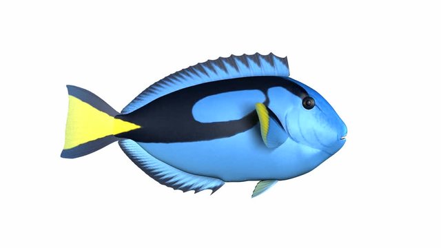 Poisson chirurgien tropical animation