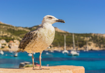 Mediterranean Sea Gull 